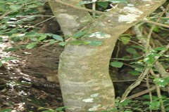 Daphniphyllum neilgherrense